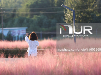 Tourists play in the blooming pink muhlygrass in Sanmenxia, China, on September 24, 2024. (