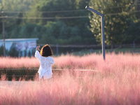 Tourists play in the blooming pink muhlygrass in Sanmenxia, China, on September 24, 2024. (