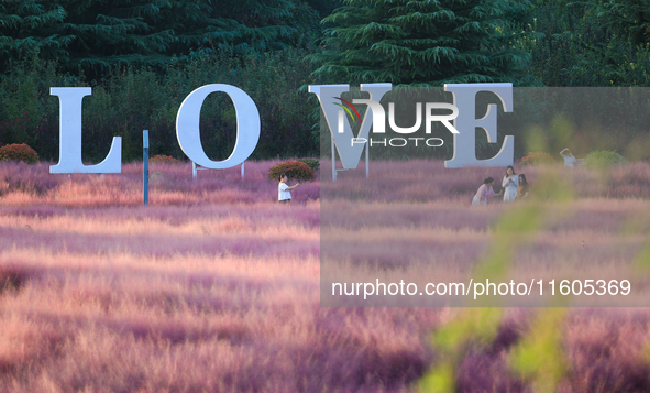 Tourists play in the blooming pink muhlygrass in Sanmenxia, China, on September 24, 2024. 