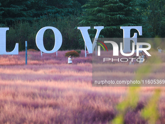 Tourists play in the blooming pink muhlygrass in Sanmenxia, China, on September 24, 2024. (