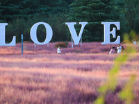 Tourists play in the blooming pink muhlygrass in Sanmenxia, China, on September 24, 2024. (