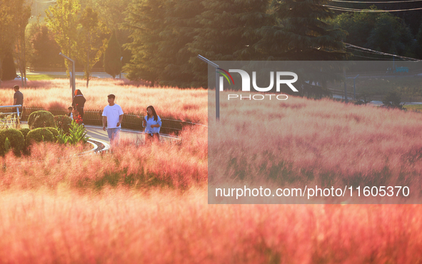 Tourists play in the blooming pink muhlygrass in Sanmenxia, China, on September 24, 2024. 