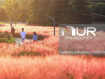 Tourists play in the blooming pink muhlygrass in Sanmenxia, China, on September 24, 2024. (