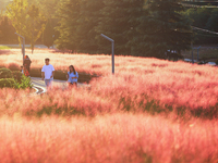 Tourists play in the blooming pink muhlygrass in Sanmenxia, China, on September 24, 2024. (