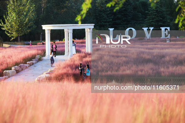 Tourists play in the blooming pink muhlygrass in Sanmenxia, China, on September 24, 2024. 