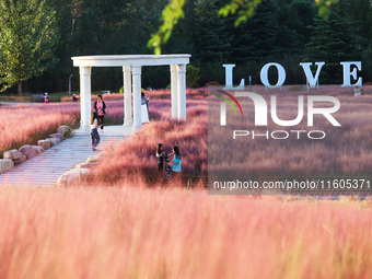 Tourists play in the blooming pink muhlygrass in Sanmenxia, China, on September 24, 2024. (