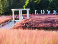 Tourists play in the blooming pink muhlygrass in Sanmenxia, China, on September 24, 2024. (