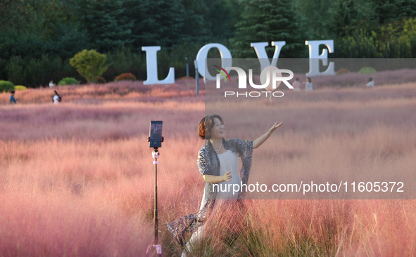 Tourists play in the blooming pink muhlygrass in Sanmenxia, China, on September 24, 2024. 