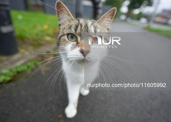 A cat is seen in Manchester, United Kingdom, on September 24, 2024. 