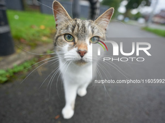 A cat is seen in Manchester, United Kingdom, on September 24, 2024. (