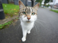 A cat is seen in Manchester, United Kingdom, on September 24, 2024. (