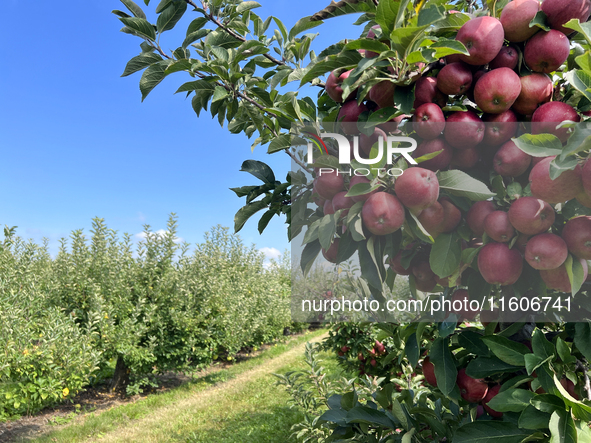 Red delicious apples grow on a tree in an apple orchard in Stouffville, Ontario, Canada, on September 22, 2024. 