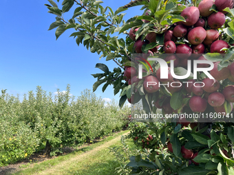 Red delicious apples grow on a tree in an apple orchard in Stouffville, Ontario, Canada, on September 22, 2024. (