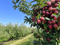 Red delicious apples grow on a tree in an apple orchard in Stouffville, Ontario, Canada, on September 22, 2024. (