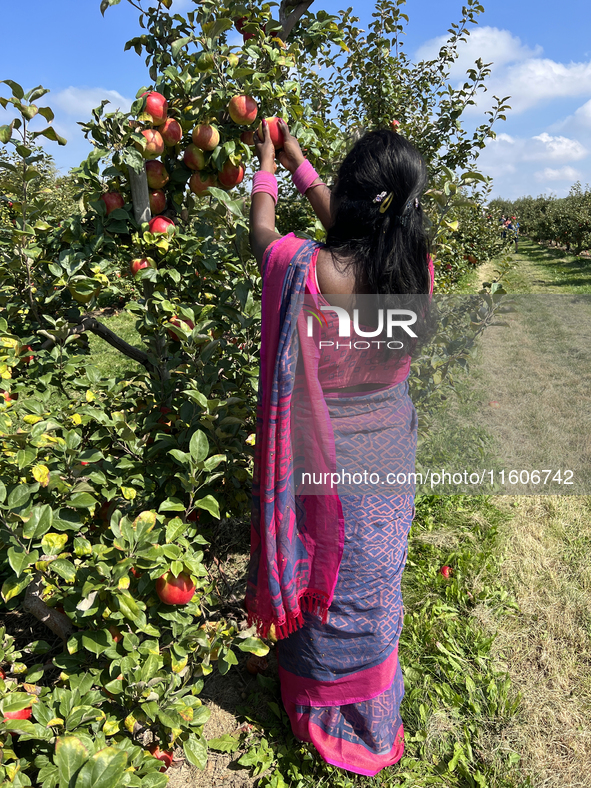 A woman picks apples at an apple orchard in Stouffville, Ontario, Canada, on September 22, 2024. 