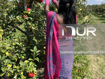 A woman picks apples at an apple orchard in Stouffville, Ontario, Canada, on September 22, 2024. (