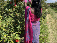 A woman picks apples at an apple orchard in Stouffville, Ontario, Canada, on September 22, 2024. (