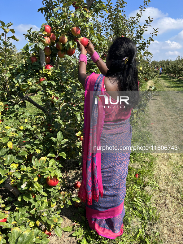 A woman picks apples at an apple orchard in Stouffville, Ontario, Canada, on September 22, 2024. 