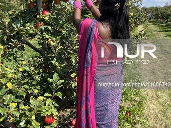 A woman picks apples at an apple orchard in Stouffville, Ontario, Canada, on September 22, 2024. (