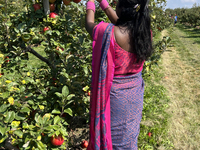 A woman picks apples at an apple orchard in Stouffville, Ontario, Canada, on September 22, 2024. (