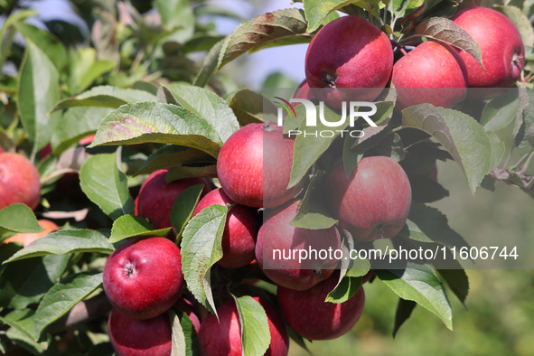 Red delicious apples grow on a tree in an apple orchard in Stouffville, Ontario, Canada, on September 22, 2024. 