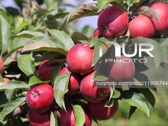 Red delicious apples grow on a tree in an apple orchard in Stouffville, Ontario, Canada, on September 22, 2024. (