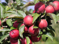 Red delicious apples grow on a tree in an apple orchard in Stouffville, Ontario, Canada, on September 22, 2024. (