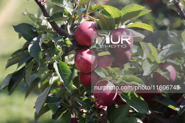 Red delicious apples grow on a tree in an apple orchard in Stouffville, Ontario, Canada, on September 22, 2024. 