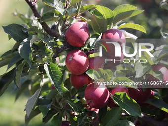 Red delicious apples grow on a tree in an apple orchard in Stouffville, Ontario, Canada, on September 22, 2024. (