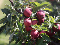 Red delicious apples grow on a tree in an apple orchard in Stouffville, Ontario, Canada, on September 22, 2024. (