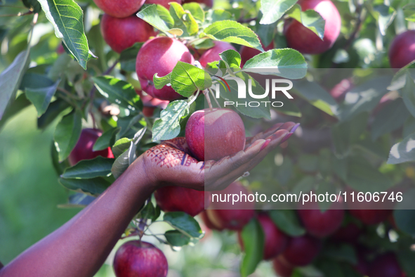 Red delicious apples grow on a tree in an apple orchard in Stouffville, Ontario, Canada, on September 22, 2024. 