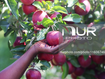 Red delicious apples grow on a tree in an apple orchard in Stouffville, Ontario, Canada, on September 22, 2024. (