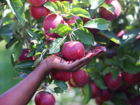 Red delicious apples grow on a tree in an apple orchard in Stouffville, Ontario, Canada, on September 22, 2024. (