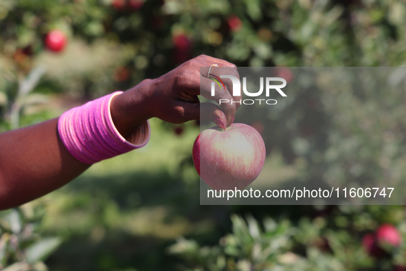 A woman holds a freshly picked apple at an apple orchard in Stouffville, Ontario, Canada, on September 22, 2024. 