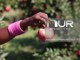 A woman holds a freshly picked apple at an apple orchard in Stouffville, Ontario, Canada, on September 22, 2024. (