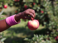 A woman holds a freshly picked apple at an apple orchard in Stouffville, Ontario, Canada, on September 22, 2024. (