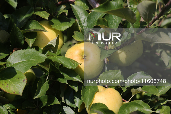 Apples grow on a tree in an apple orchard in Stouffville, Ontario, Canada, on September 22, 2024. 