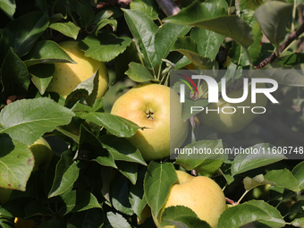 Apples grow on a tree in an apple orchard in Stouffville, Ontario, Canada, on September 22, 2024. (