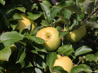 Apples grow on a tree in an apple orchard in Stouffville, Ontario, Canada, on September 22, 2024. (