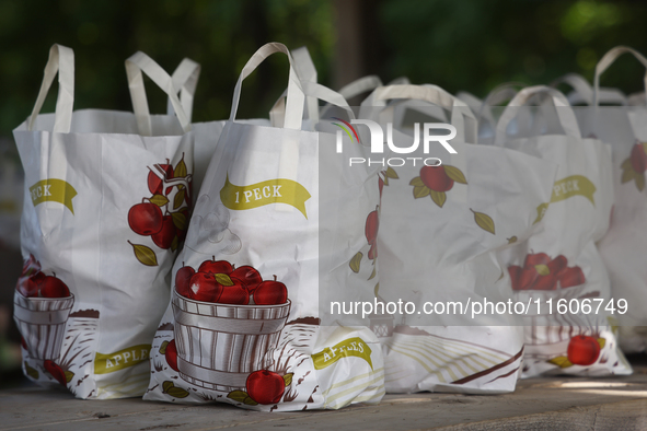 Bags of freshly picked apples are at an apple orchard in Stouffville, Ontario, Canada, on September 22, 2024. 