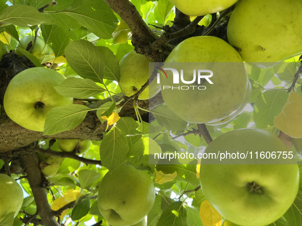 Apples grow on a tree in an apple orchard in Stouffville, Ontario, Canada, on September 22, 2024. 