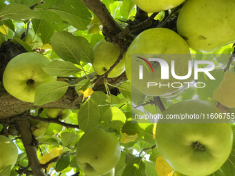 Apples grow on a tree in an apple orchard in Stouffville, Ontario, Canada, on September 22, 2024. (