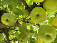 Apples grow on a tree in an apple orchard in Stouffville, Ontario, Canada, on September 22, 2024. (