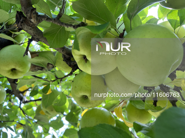 Apples grow on a tree in an apple orchard in Stouffville, Ontario, Canada, on September 22, 2024. 