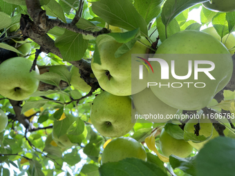 Apples grow on a tree in an apple orchard in Stouffville, Ontario, Canada, on September 22, 2024. (