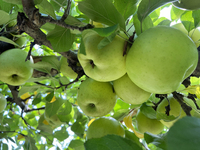 Apples grow on a tree in an apple orchard in Stouffville, Ontario, Canada, on September 22, 2024. (