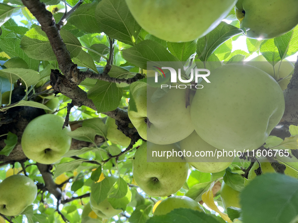 Apples grow on a tree in an apple orchard in Stouffville, Ontario, Canada, on September 22, 2024. 