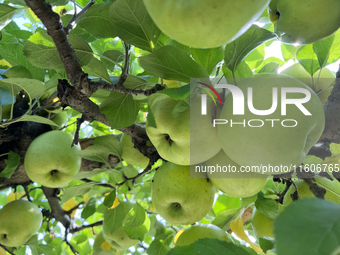 Apples grow on a tree in an apple orchard in Stouffville, Ontario, Canada, on September 22, 2024. (