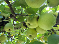 Apples grow on a tree in an apple orchard in Stouffville, Ontario, Canada, on September 22, 2024. (