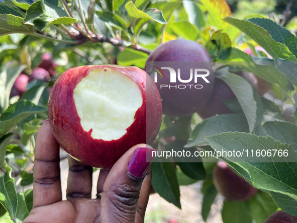 A woman holds a freshly picked apple she takes a bite from in an apple orchard in Stouffville, Ontario, Canada, on September 22, 2024. 